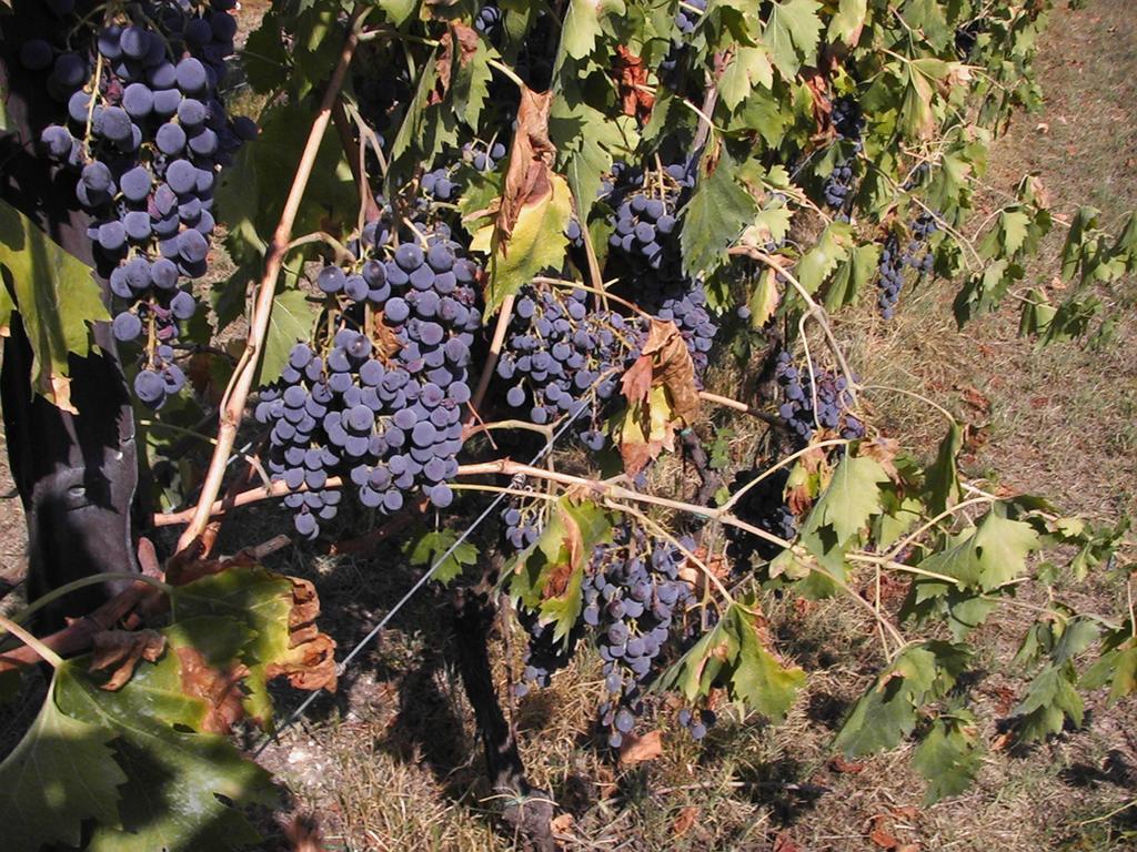 B&B Al Cristo SantʼAmbrogio di Valpolicella エクステリア 写真